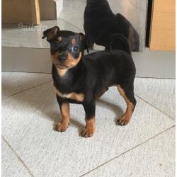 Pinscher nani