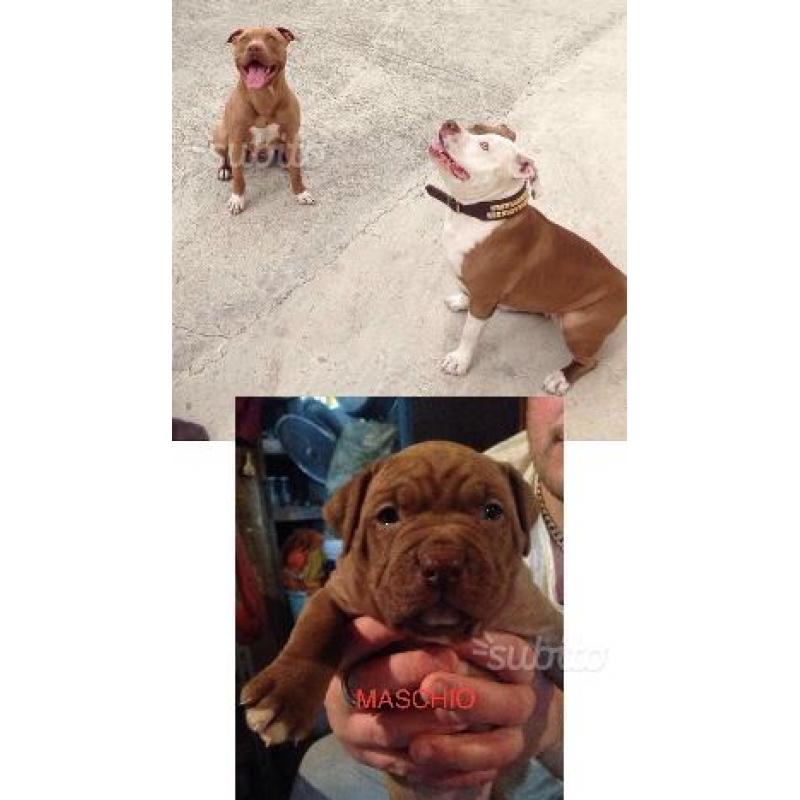 Cuccioli american pitbull ukc