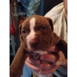 Cuccioli american pitbull ukc