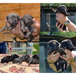 Cuccioli di cane corso