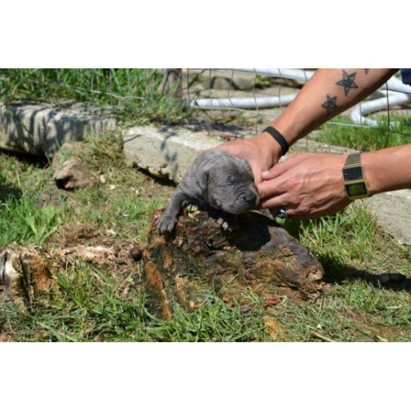 Cuccioli di cane corso