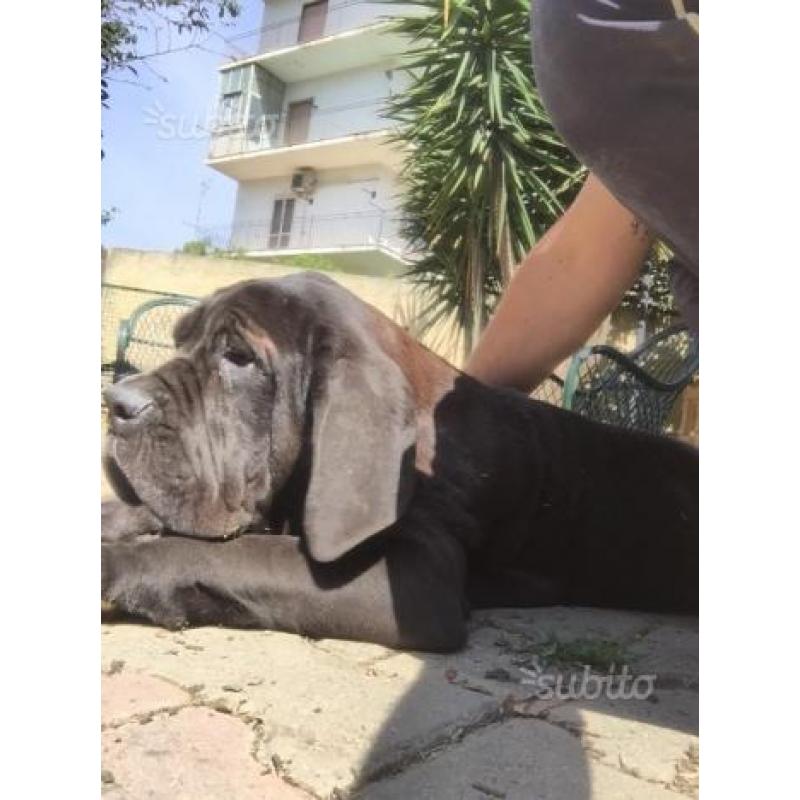 Mastino napoletano