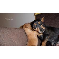 Pinscher Cucciola