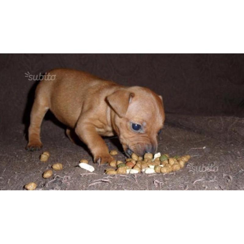 Pinscher Cucciola