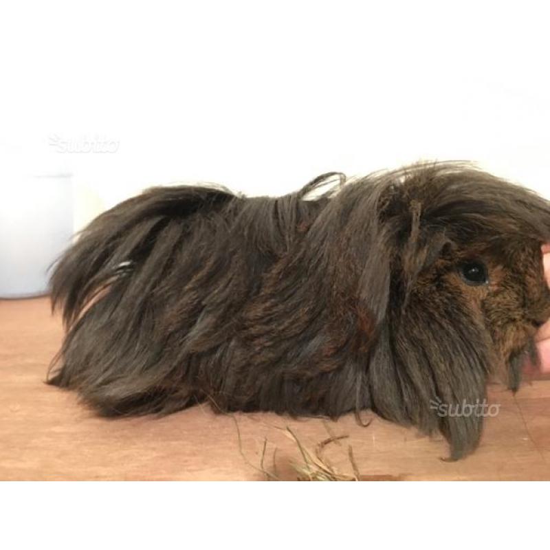 Cavia peruviana di razza