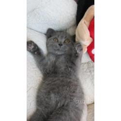 British Shorthair / Scottish