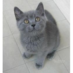 British Shorthair / Scottish