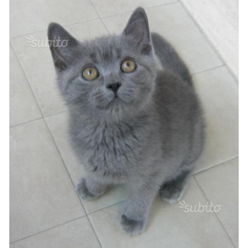 British Shorthair / Scottish