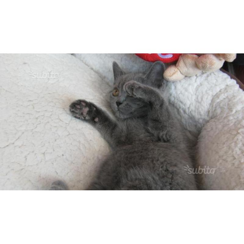 British Shorthair / Scottish