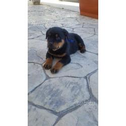 Cuccioli Rottweiler ULTIMO maschietto