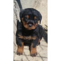 Cuccioli Rottweiler ULTIMO maschietto