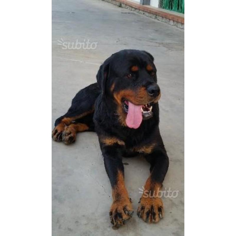 Cuccioli Rottweiler ULTIMO maschietto