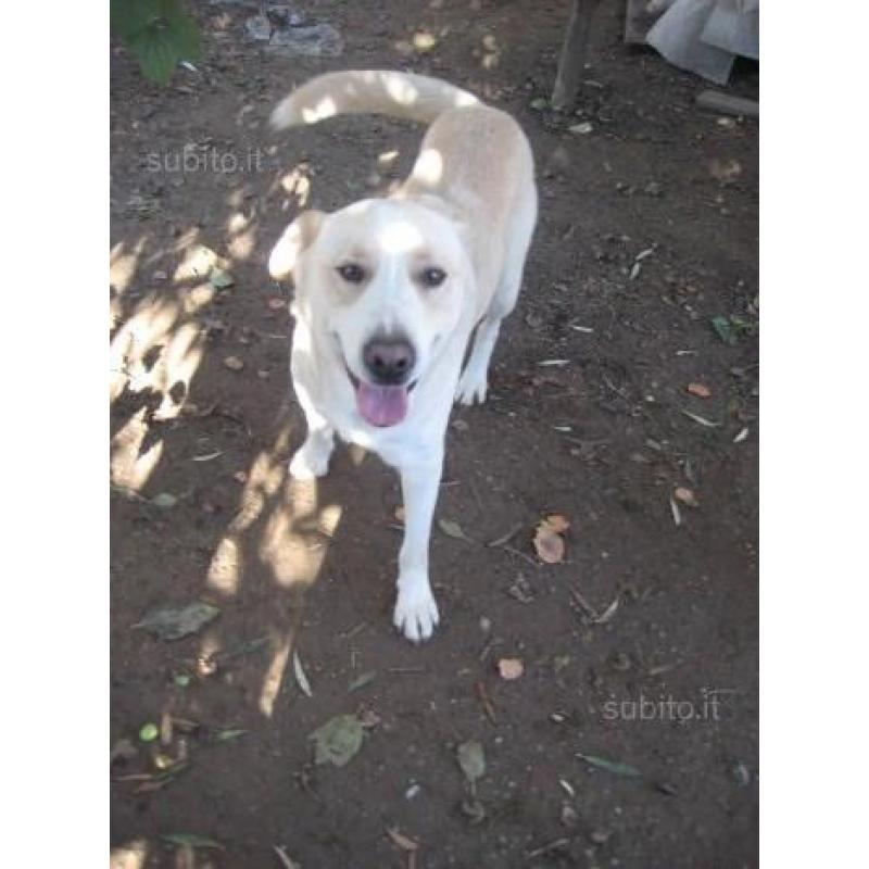 Bacco cagnolone in canile